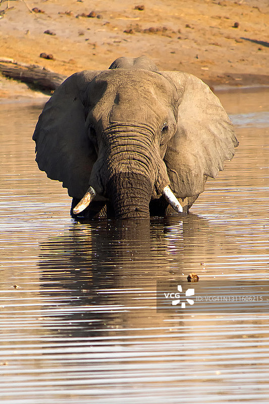 非洲象，丘比国家公园，博茨瓦纳图片素材
