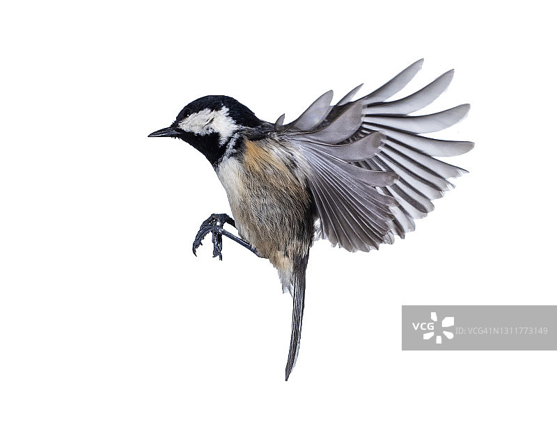 特写Tannenmeise (Periparus ater)煤山雀，在飞行在一个白色的背景。图片素材