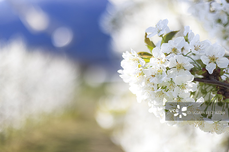 春天的苹果在一个阳光明媚的日子开着白花图片素材