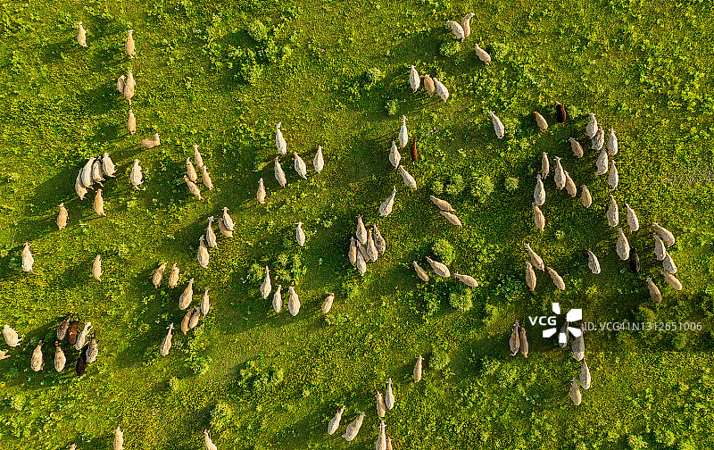 鸟瞰羊群。来自无人机的动物景观。从空中俯瞰农田。与家畜组成。动物的形象。图片素材