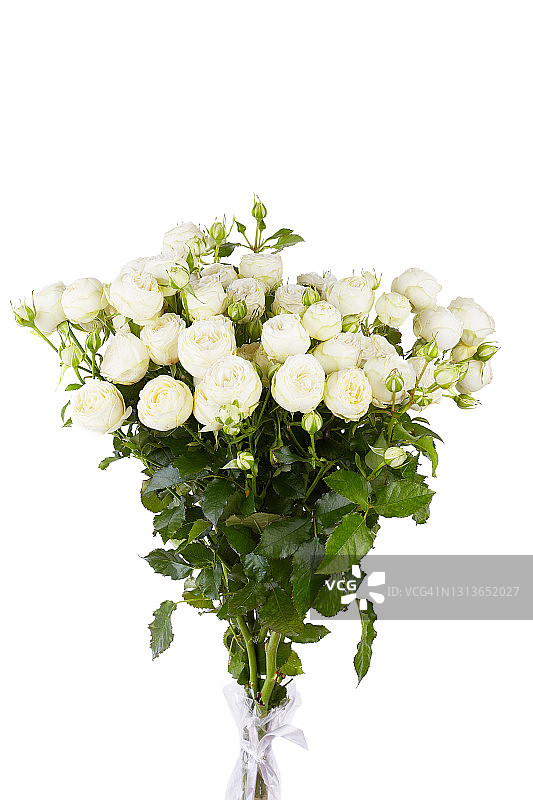 一束孤立在白色背景上的白玫瑰图片素材
