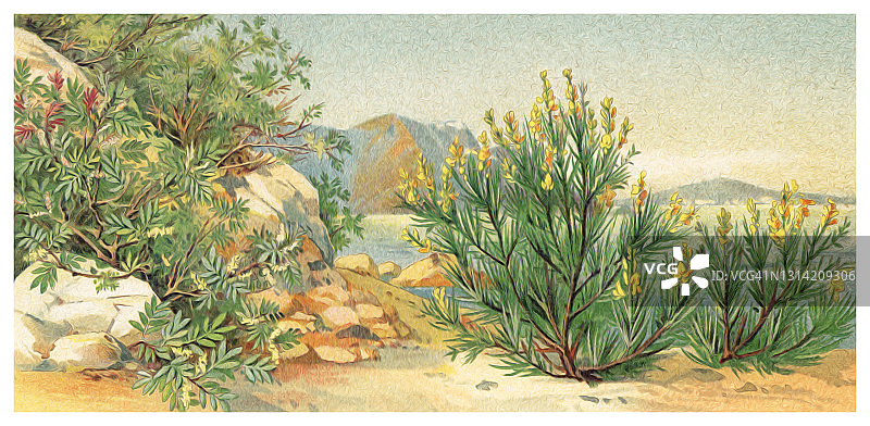 古老的地中海海滩植物雕刻插图，生长在沙丘上的植物图片素材