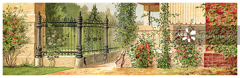 旧色版画插图攀缘植物、花卉图片素材