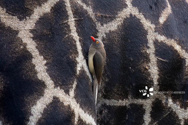 红嘴牛啄木鸟依附在长颈鹿身上图片素材