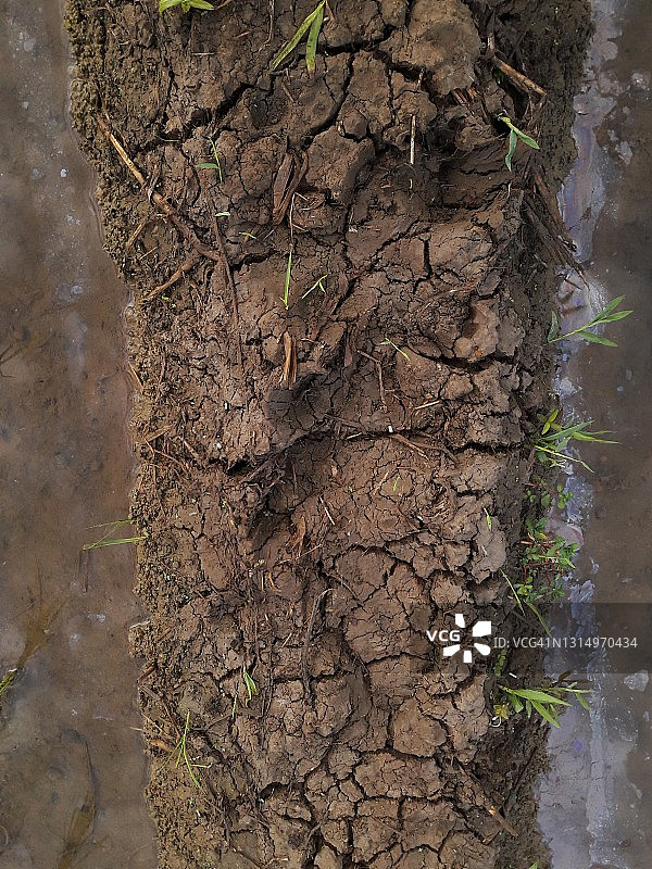 水稻田的干燥土壤质地图片素材