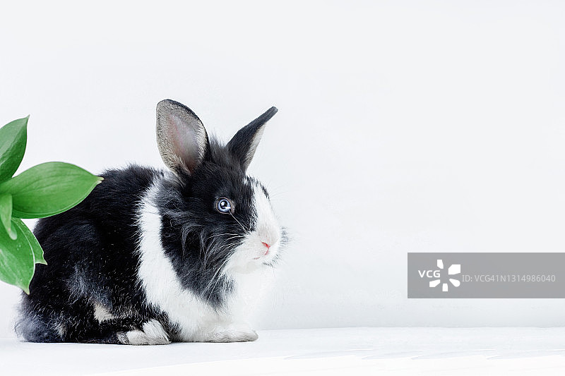 荷兰品种的小兔子，黑白相间，白色背景，有叶子。宠物。复活节兔子图片素材