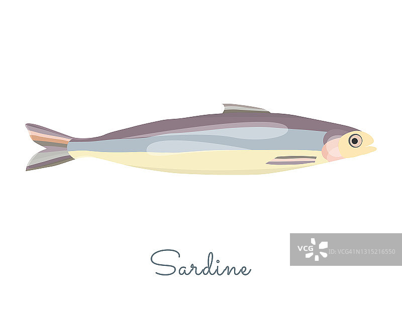 单根扁平的沙丁鱼，孤立在白色上图片素材