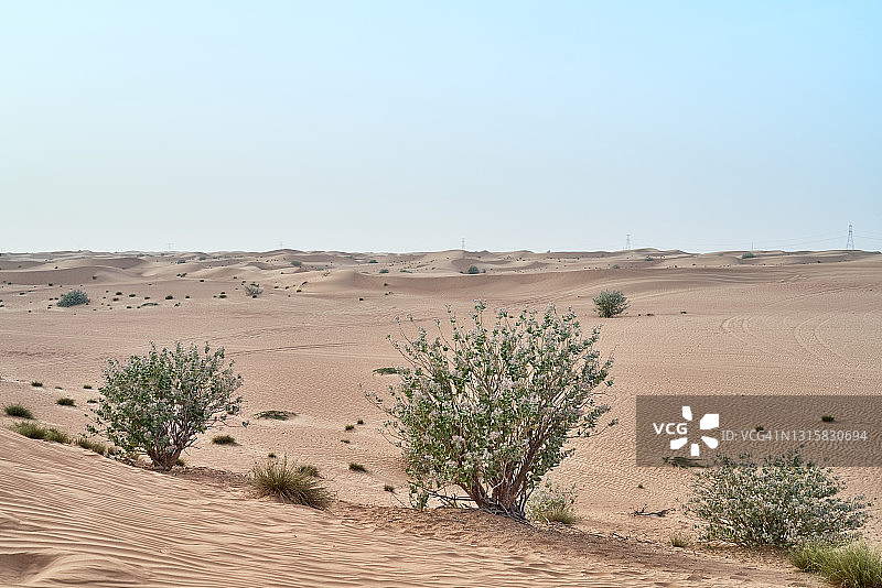 绿色的灌木生长在阿布扎比沙漠图片素材