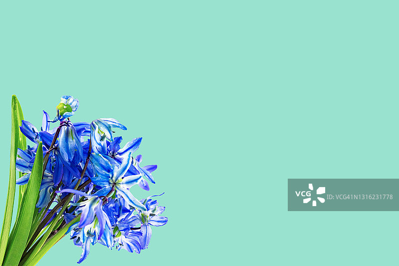 蓝色雪花莲和蓝铃花在海滩玻璃颜色的背景。早春，复活节概念图片素材