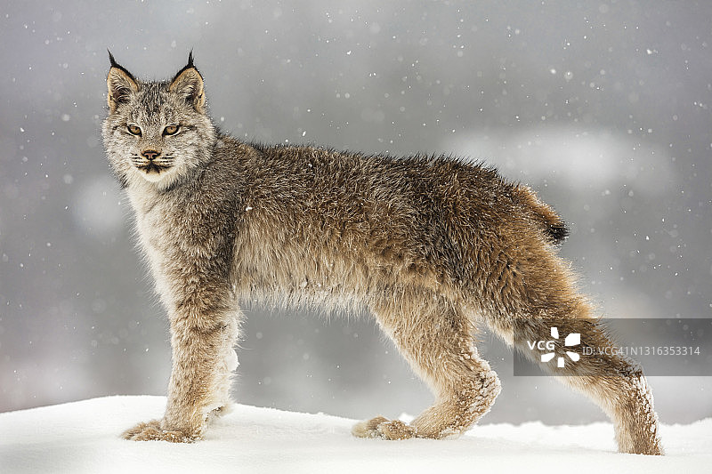这是加拿大山猫(Lynx canadensis)站在雪下看着相机的近景图片素材