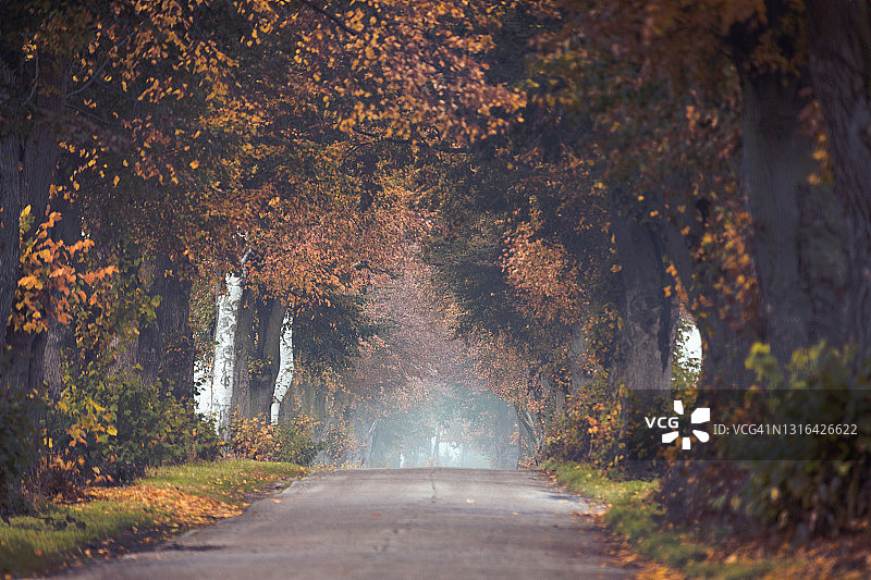 秋天的道路图片素材
