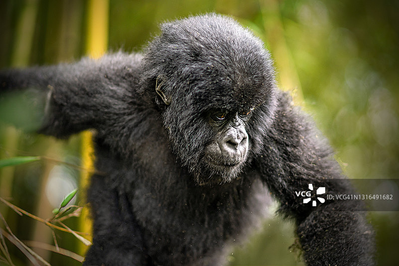 卢旺达火山国家公园的年轻山地大猩猩(白令盖大猩猩)的特写图片素材