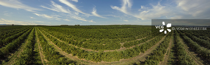 橙色的树林。巴西利亚乡间美丽的柑橘树林。图片素材