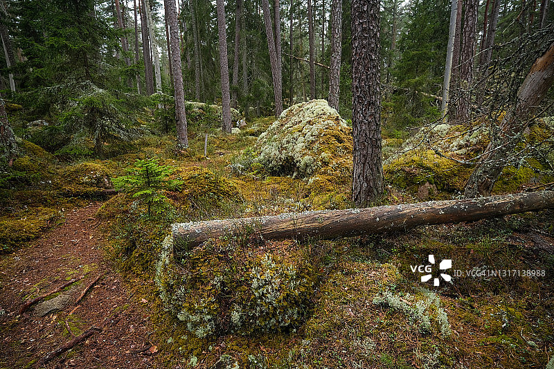 森林环境中的原始森林在春天的白天图片素材