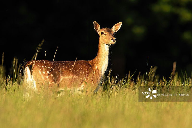 夏日阳光下，休鹿在草地上望着图片素材