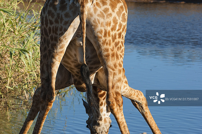 Etosha n .公园，喝长颈鹿的后视图图片素材