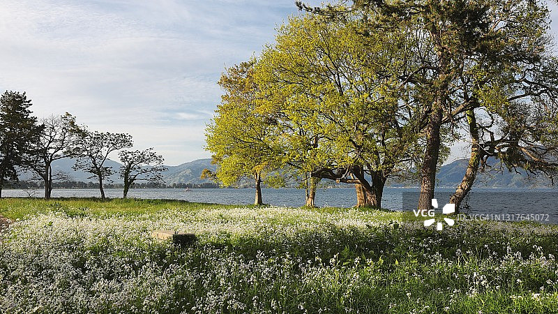 一个春天的午后，在日本琵琶湖的准国家公园里，一种生长在琵琶湖岸边的日本野生萝卜(Raphanus sativus var. raphanistroides)图片素材