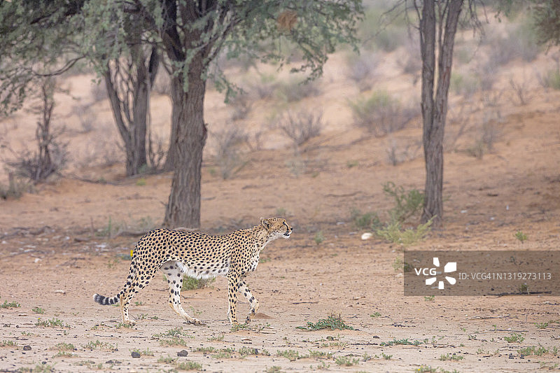 南非Kgalagadi越境公园的猎豹图片素材