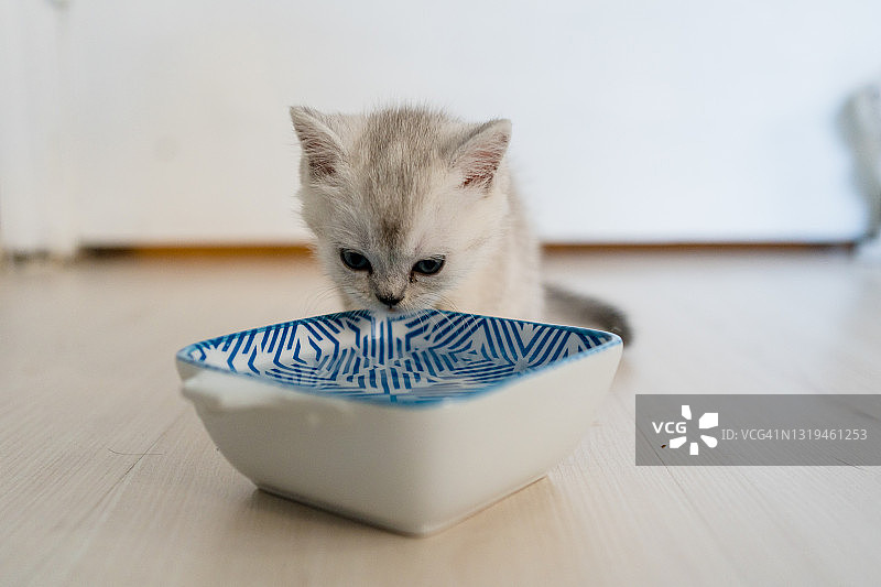 英国短毛猫小猫喝水图片素材