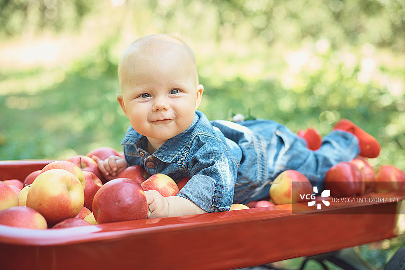 苹果园里的苹果女孩。美丽的女孩在果园里吃有机苹果。收获的概念。花园，幼童吃水果在秋天收获。图片素材