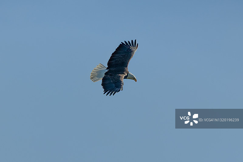 秃鹰在蓝天上翱翔图片素材