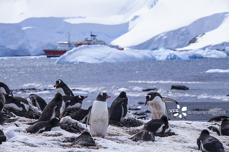 一群巴布亚企鹅在雪景上，背景是探险船图片素材