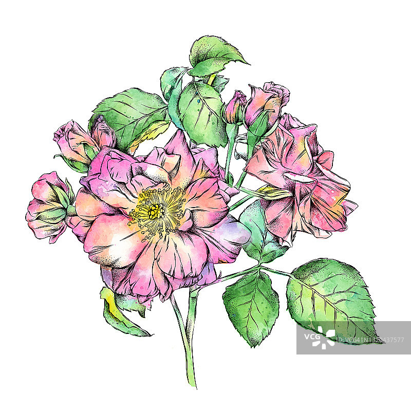 野生玫瑰墨水和水彩插图。向量EPS10插图图片素材