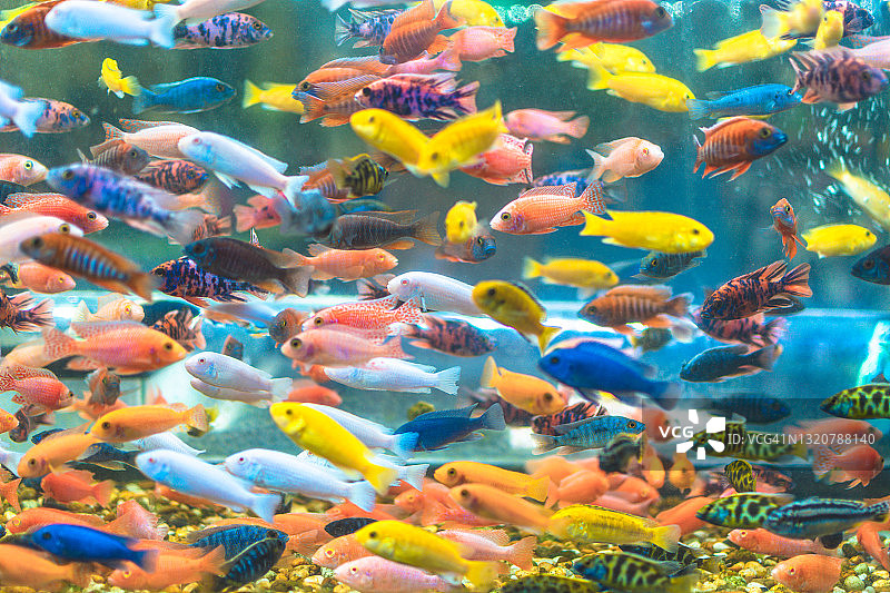 彩色热带鱼在水族馆的特写图片素材