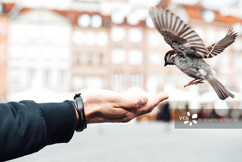 波兰华沙的老广场上，一只麻雀在用手吃东西图片素材