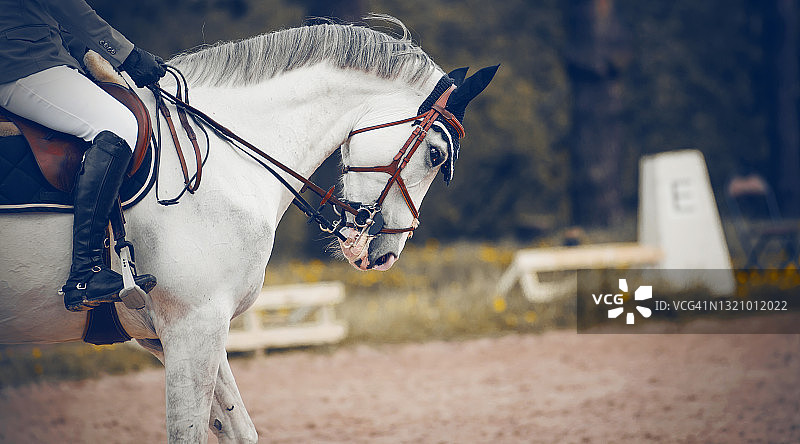 马术运动。画像上骑着的白色骏马。马镫上骑手的腿，骑在马上。图片素材