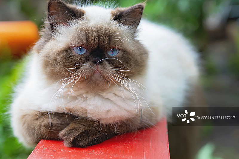 喜马拉雅猫在花园长凳上放松的特写图片素材