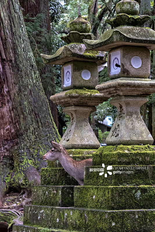 日本奈良，石屋的梅花鹿，沿着奈良公园小路的石头灯笼。图片素材
