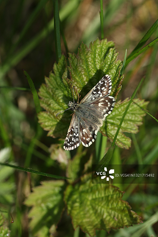 栖息在一株植物上的一种罕见的灰毛Skipper Butterfly (Pyrgus malvae)图片素材