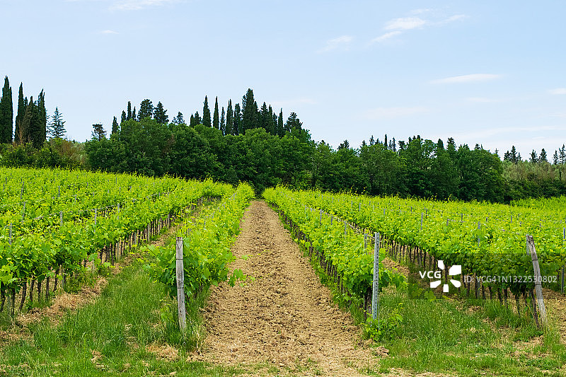 托斯卡纳乡村一个美丽的葡萄园的特写。图片素材