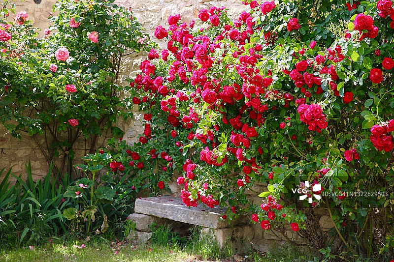 花园长椅和玫瑰图片素材