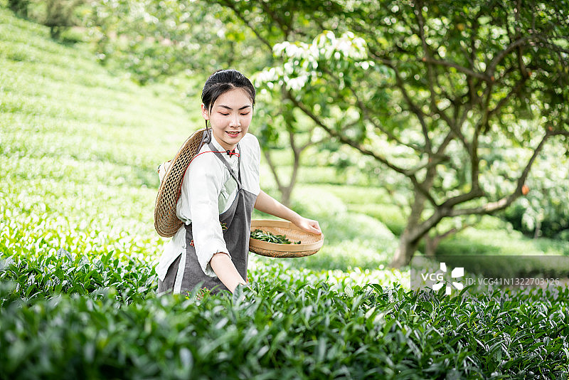 一位年轻女子在茶园采茶图片素材