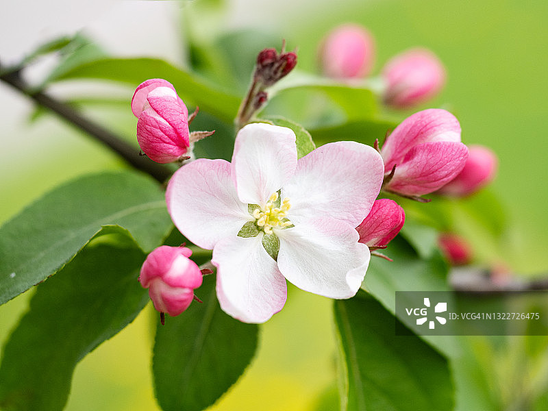 淡粉色盛开的花朵在树枝上的特写。春天苹果树开花图片素材