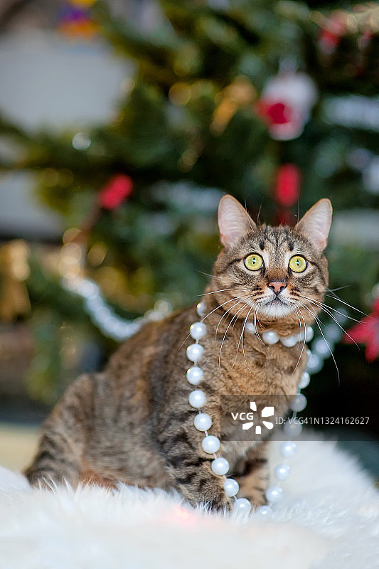 灰斑猫正坐在家里一棵装饰过的圣诞树旁图片素材