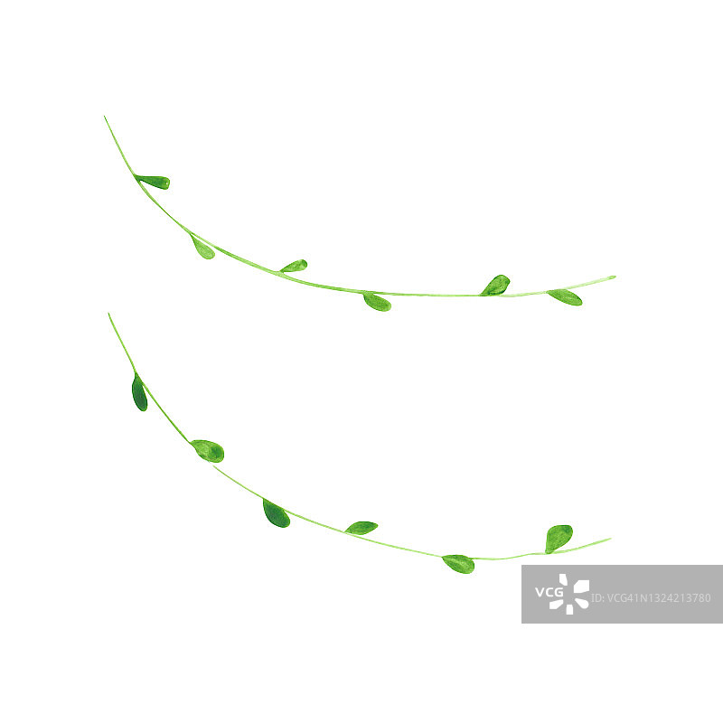 2株绿色水彩藤本植物孤立在白色背景上。手绘爬山虎树枝剪贴画。热带植物插图。绿色的物体。异国情调的打印。明亮的植物区系成分。丛林藤本植物。图片素材