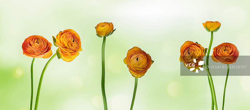 美丽的橙色毛茛花排成一排，抽象清新的绿色模糊背景，抽象花卉装饰概念与巧妙的花朵图片素材