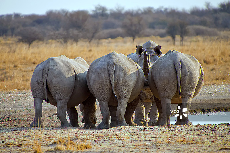 白犀牛，卡马犀牛保护区，博茨瓦纳图片素材