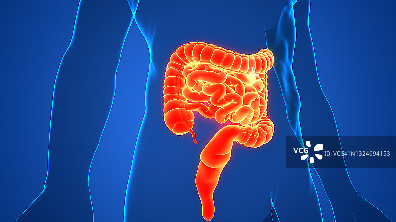人体消化系统大小肠解剖图片素材
