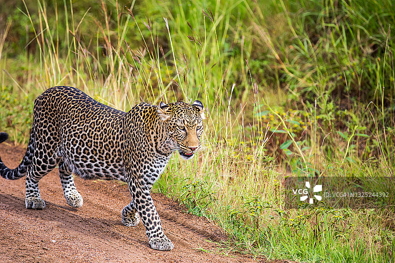 野生非洲豹图片素材