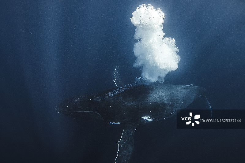 座头鲸在深蓝色的海洋中吹泡泡图片素材