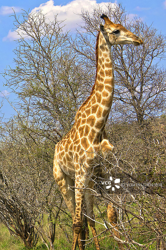 长颈鹿，克鲁格国家公园，南非图片素材