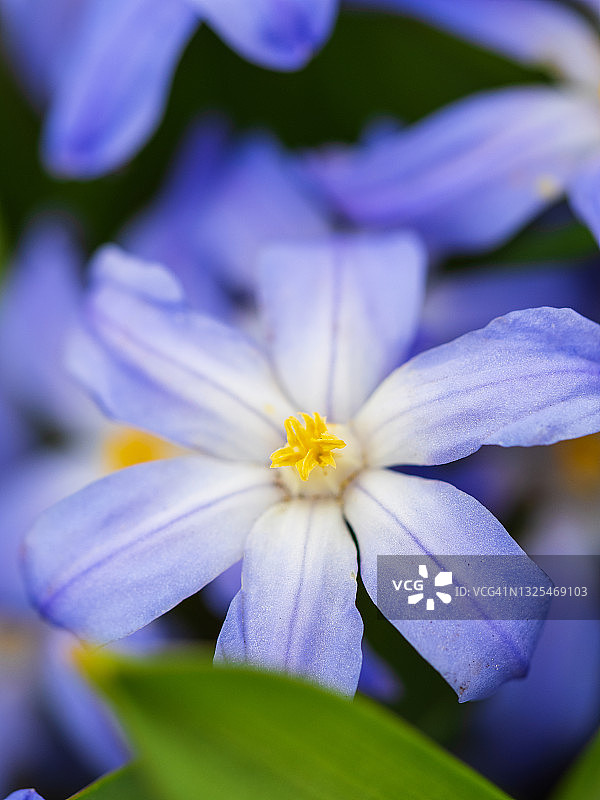 特写春天的蓝色花与黄色雄蕊图片素材