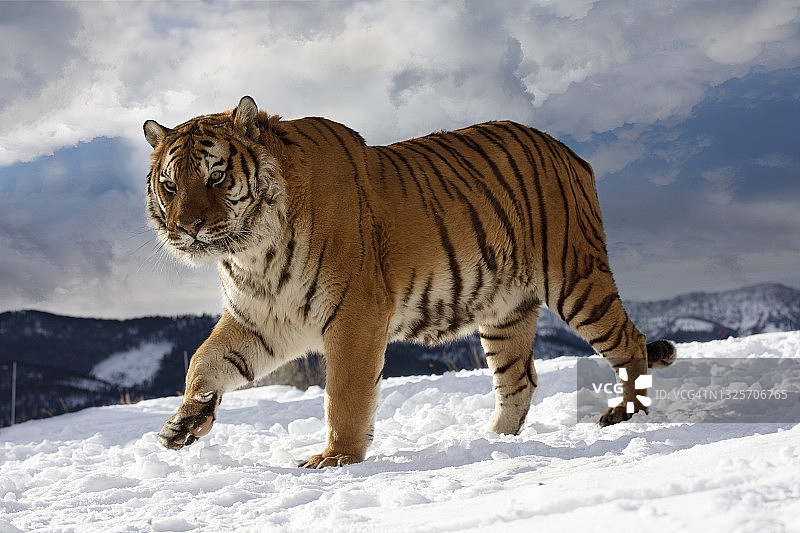 东北虎(panthera tigris altaica)在雪地上行走的特写图片素材