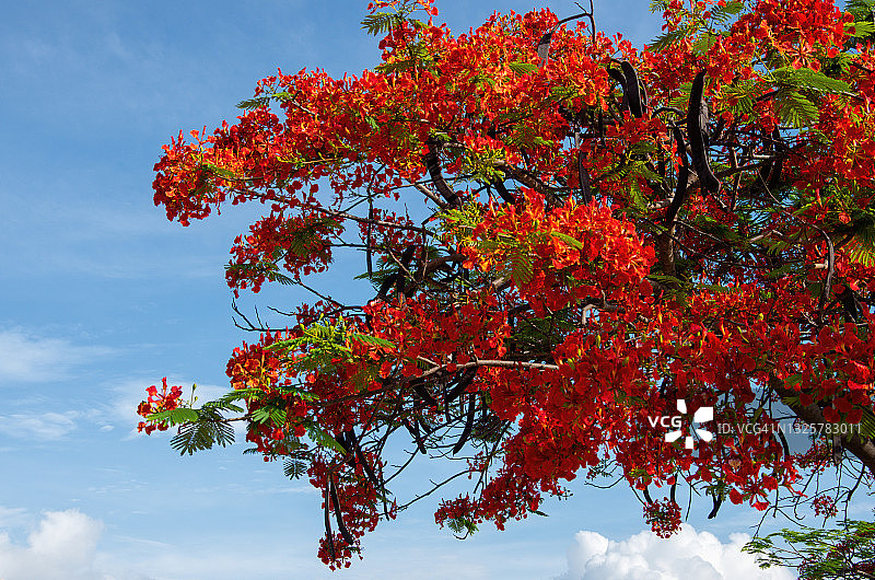 龙凤(俗称火焰树，火焰树，森林的火焰，皇家凤凰树)在蓝色的天空下开花图片素材