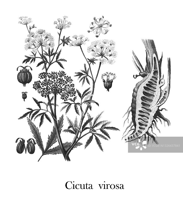 古老的牛头草雕刻插图(Cicuta virosa) -几种有毒的植物图片素材