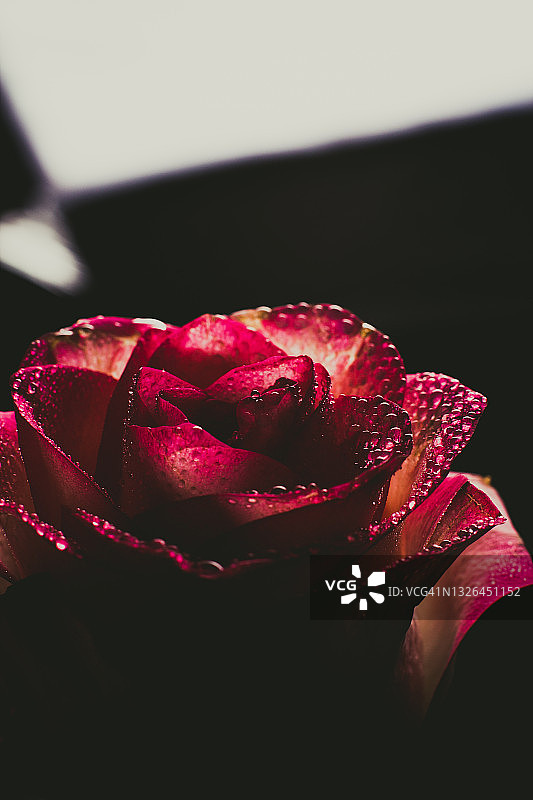 美丽的粉红色玫瑰与白色的阴影和露珠在一个黑色的背景关闭图片素材